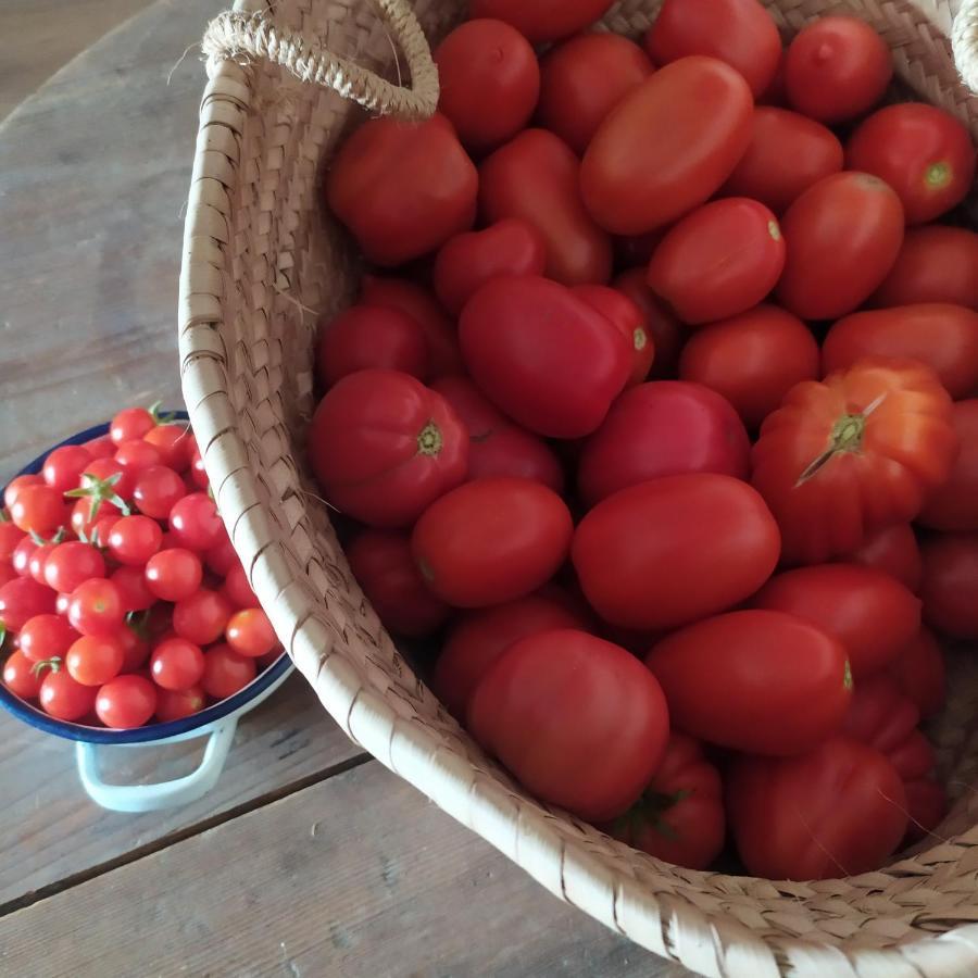 Dago Farmhouse เซียนา ภายนอก รูปภาพ